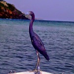 Exotic bird in St. Johns Island