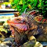 Picture of an Iguana