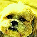 Picture of Toto the pet dog